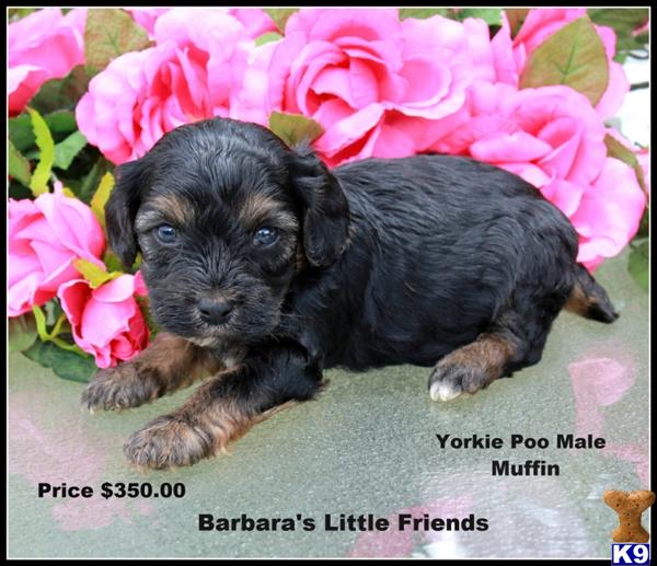 Mixed Breed Puppies
